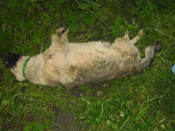Κέρκυρα: Αναζητούν τον δολοφόνο του σκύλου από τα αποτυπώματα της σακούλας που βρέθηκε το πτώμα